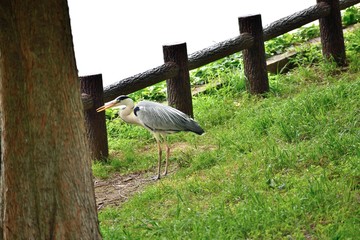 水元公園 池のほとりのアオサギ