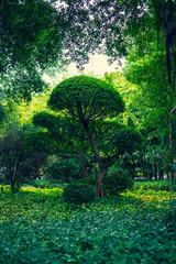 Chinese bonsai in a green park, among green grass, green foliage of trees, branched tree trunks - nature photography outdoor