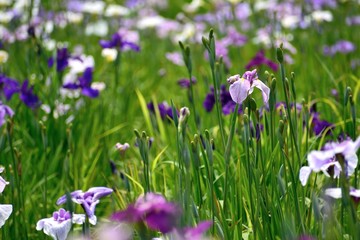 花菖蒲 紫の花