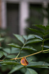 Yellow leaf between green leaves. Beautiful blurred background. Tree branch. Nature, autumn is coming.