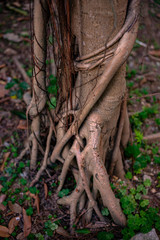 Roots of the tropical tree over the ground, trunk with light brown thin smooth bark, green grass in forest. Fairytale mystery wood, beautiful nature
