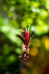 Kangaroo Paw with out of focus background