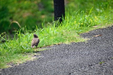 草むらを歩くムクドリ
