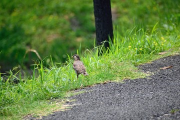 草むらを歩くムクドリ