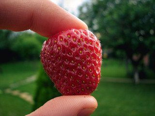 Strawberry between two fingers. Holding.  Hand, red, fresh fruit. 