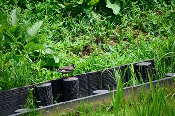 草むらを歩くムクドリ