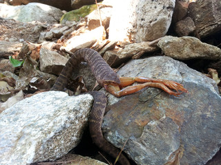 Fototapeta premium Snake swallowing a frog