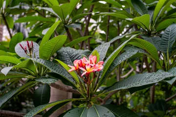 Exotic flowers plumeria and big green leaves with rain drops. Pink flowers with yellow middle in the garden in Indonesia, beautiful tropical nature © Alexander