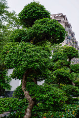 Fototapeta na wymiar Chinese tree bonsai in the park. Travel over the world, nature around us