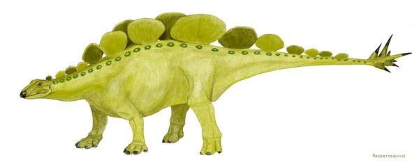 恐竜　ヘスペロサウルス　ステゴサウルス科。ジュラ紀後期の北米の地層から発見された剣竜類。一列に並んだ背中の骨板はステゴサウルスよりもかなり丸い。原始的なステゴサウルスとも言われる。全長5メートル。 © Mineo