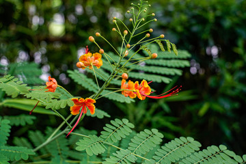 A sprig of flowers with opened red-yellow flowers and closed buds of flowers among greenery