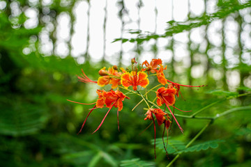 Red-yellow exotic flowers on a background of greenery in the garden