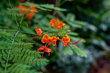 Bush plants with green leaves and beautiful flowers with red-yellow petals in park in Asia