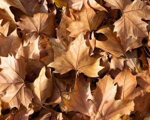 Autumn leaves background