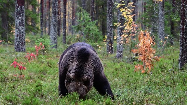 Brown bear in the autumn forest. Scientific name: Ursus Arctos.  Natural habitat.