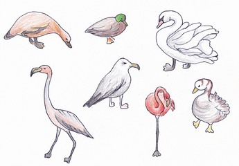 A set of birds. Color illustration on a white background.