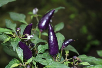  Purple "Bolivian Rainbow Ornamental Pepper" in Ulm, Germany. Its Latin name is Capsicum Annuum, native to Bolivia.
