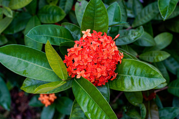 Inflorescence of small red flowers in big green leaves close-up. Beautiful nature in park in China