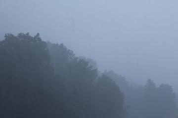 Foggy forest with rainy weather in Bregenz, Austria.