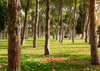 Green lawn with autumn trees and fallen leaves under the sunlight in a park