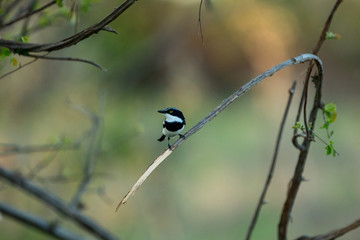 A chinspot batis