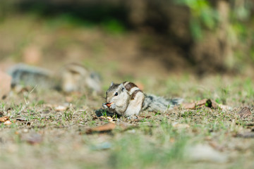 Indian Squirrel with nuts