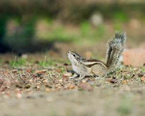 Indian Squirrel looking upside