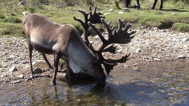 Mongolia. Darkhat basin. The camp of reindeer herders. Deer.