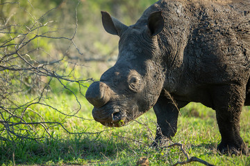 Large rhino whose horn has been partially removed to try prevent Rhino poaching