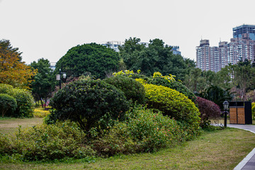 Green trees, bushes in the Chinese park in megapolis. Nature in city 