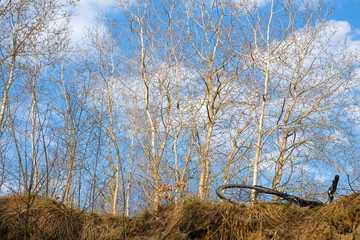 A bicycle lies on the edge of a ditch in a birch forest. Shot from below. Fluffy clouds clung to...