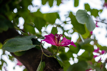 Beautiful pink flower on the tree in tropical climate, botanical concept exotic plants