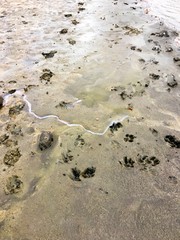 Human and dog tracks in fresh deeper mud