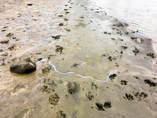 Human and dog tracks in fresh deeper mud