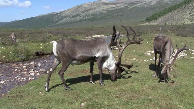 Mongolia. Darkhat basin. The camp of reindeer herders. Deer.