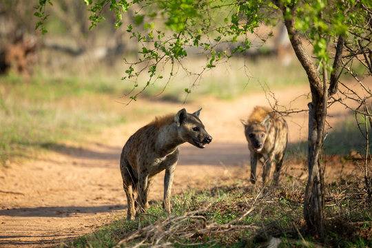 Clan of Hyaena fighting over the scraps of a lion kill