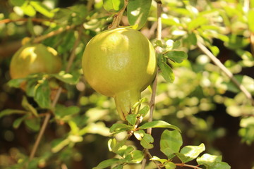 Unripe and green pomegranate on the tree in Crete Island, Greece. 