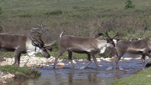 Mongolia. Darkhat basin. The camp of reindeer herders. Deer.