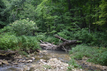 Non-Edited Mossy Glen