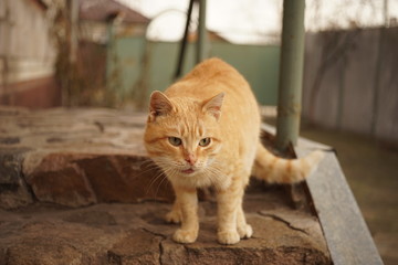 Ginger cat stands on the doorstep of the house.