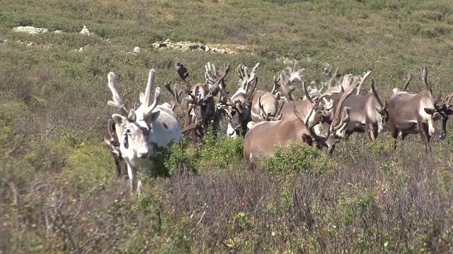 Mongolia. Darkhat basin. The camp of reindeer herders. Deer.