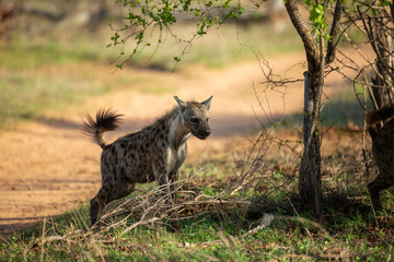 Clan of Hyaena fighting over the scraps of a lion kill