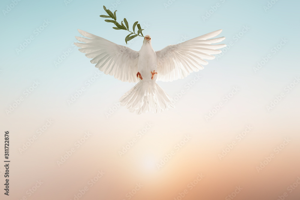 Leinwandbilder white dove or white pigeon carrying olive leaf branch on pastel background and clipping path and international day of peace 