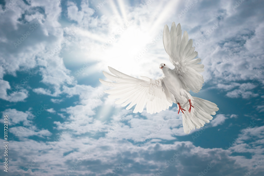 Leinwandbilder white dove flying on sky in beautiful light for freedom concept