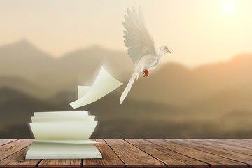 White pigeons fly out of books that are flicked by the wind in beautiful light on sunset...