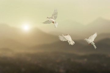 White pigeons fly to sky in beautiful light sunset on mountain background.freedom concept and...