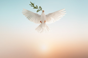 white dove or white pigeon carrying olive leaf branch on pastel background and clipping path and international day of peace  - obrazy, fototapety, plakaty