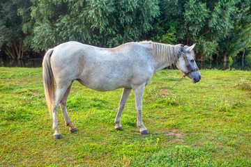 beautiful white mare grazing on the green meadow 