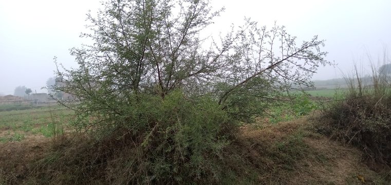 Babul tree image it is used for medical field 