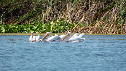 pelicans in the danube delta